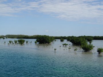 Mangroves propagating