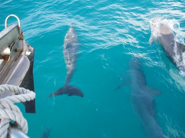 Dolphin Escorts enroute to Dry Tortugas